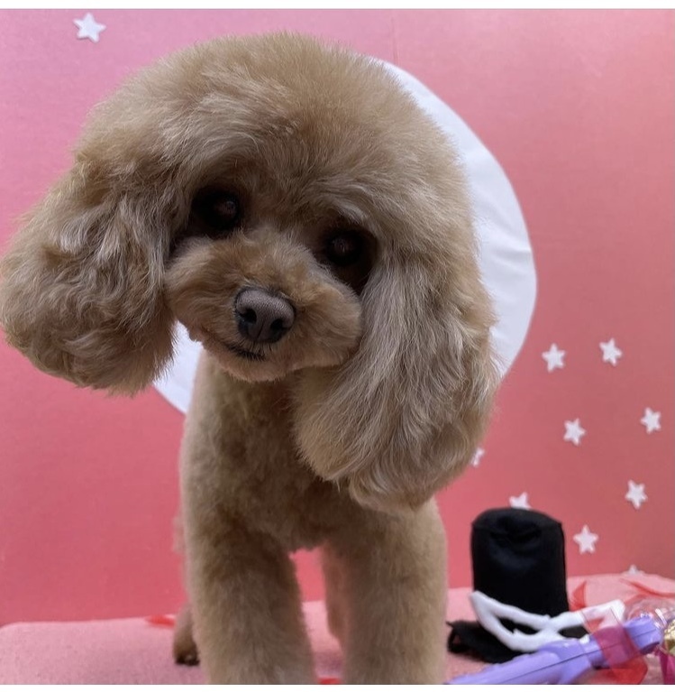 トリミング後は そこが変だよ めいっちゃん うちのおもしろ犬